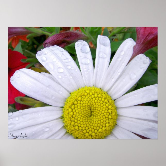 Drenched Daisy 5 Poster (Front)