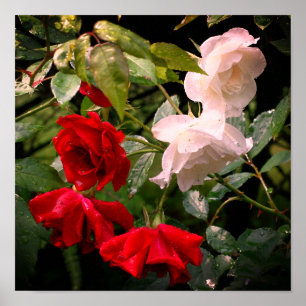 Drenched Red And White Roses Poster