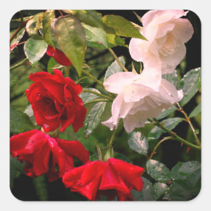 Drenched Roses Floral Square Sticker