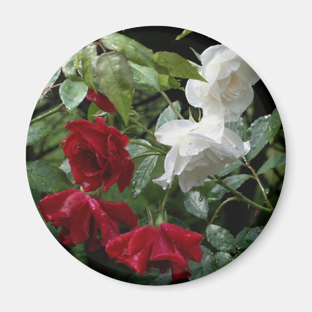 Drenched Roses Flower  Magnet (Front)