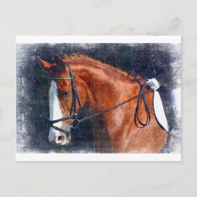 Dressage Horse Postcard (Front)