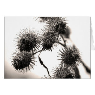 Dried burdock