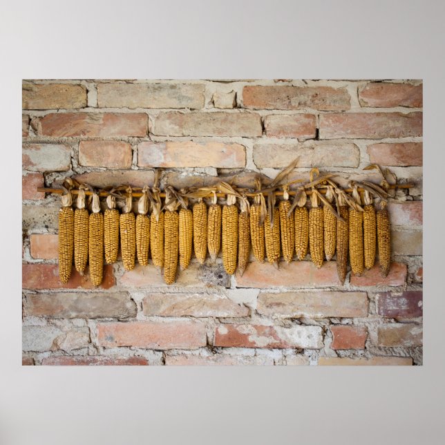 Dried Corn Cobs Poster (Front)