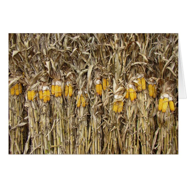 Dried Corn Stalk Decorations (Front Horizontal)