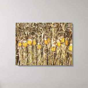 Dried Corn Stalk Decorations Canvas Print