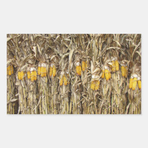Dried Corn Stalk Decorations Rectangular Sticker