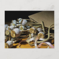 Dried Flower Poppy Pods