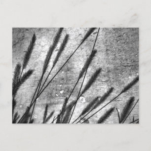 Dried Grass Concrete Wall Black and White Postcard