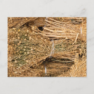 Dried Harmal  Postcard