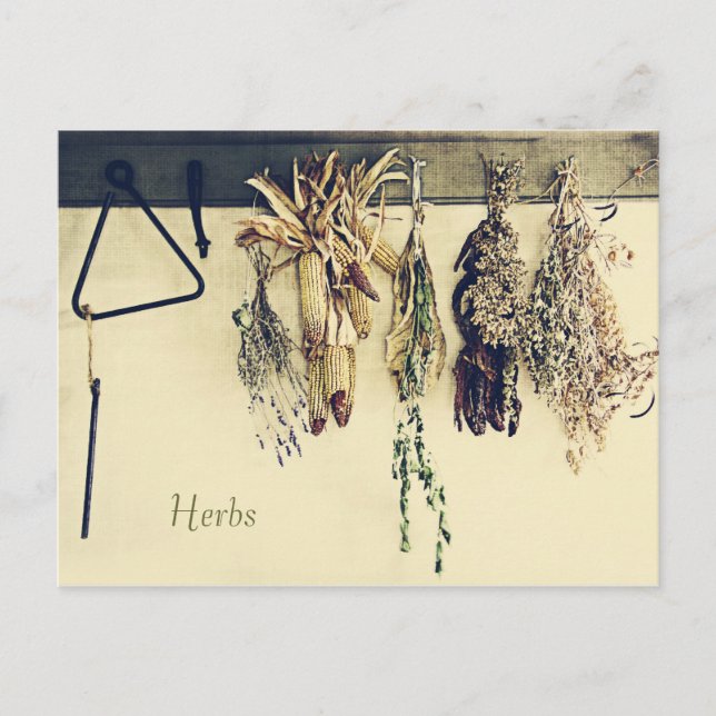 Dried herbs rustic country still life postcard (Front)