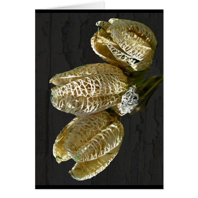 Dried Lily Seed Pods (Front)