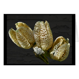 Dried Lily Seed Pods