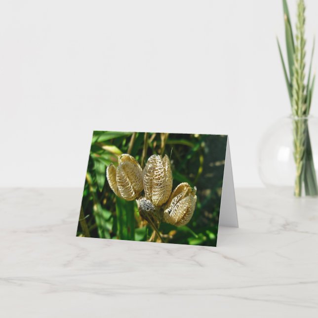 Dried Lily Seed Pods Note Card (Front)