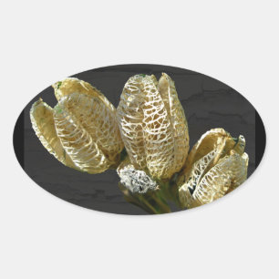 Dried Lily Seed Pods Oval Sticker
