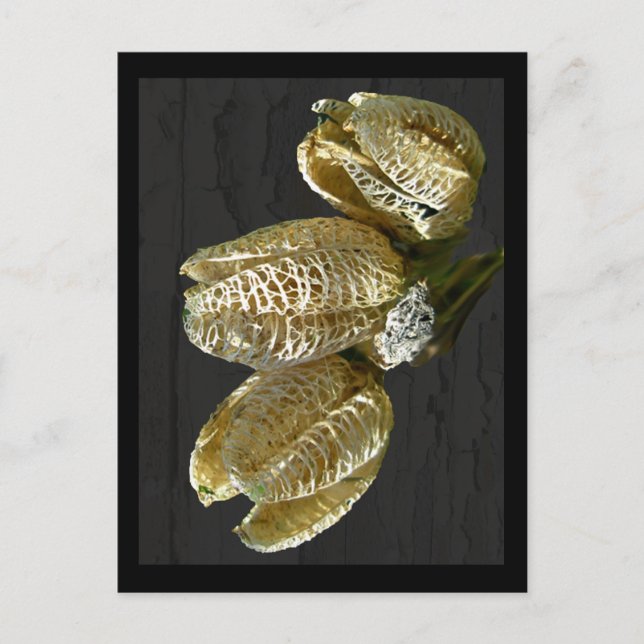 Dried Lily Seed Pods Postcard (Front)