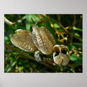 Dried Lily Seed Pods Poster