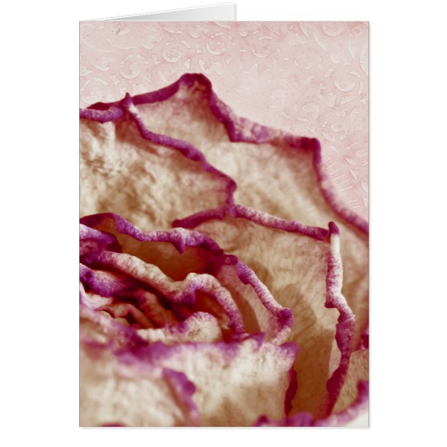 Dried Pink Rose Card (Front)