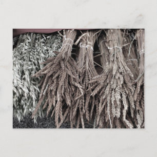 Dried Plants for Decorating Postcard