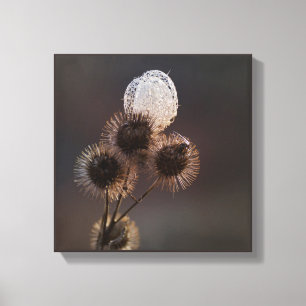 Dried Russian Grape Vine Seed Pod and Burrs Canvas Print