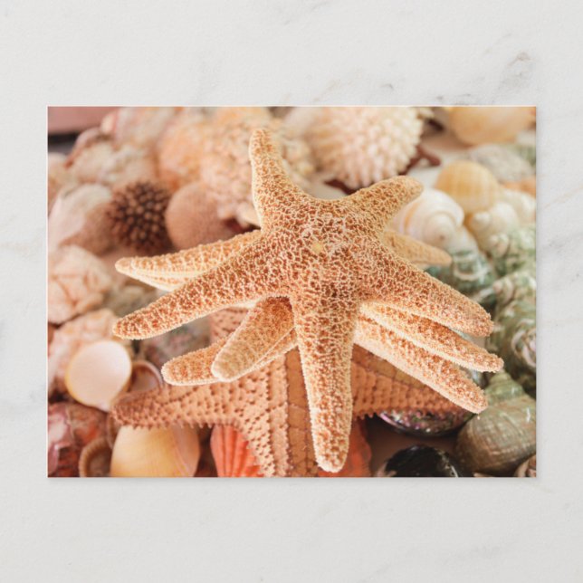 Dried sea stars sold as souvenirs 2 postcard (Front)