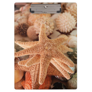 Dried sea stars sold as souvenirs clipboard