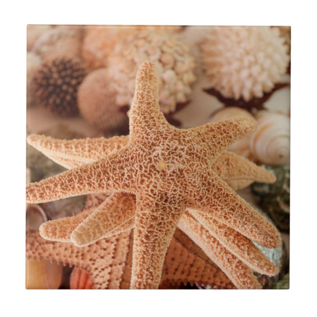 Dried sea stars sold as souvenirs tile (Front)