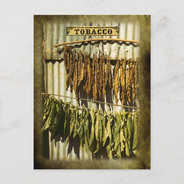 Dried tobacco leaves postcard (Front)