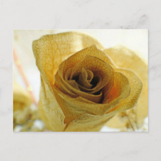 Dried White Rose Postcard