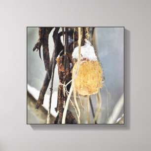 Dried Wild Cucumber Vine Seed Pod in Winter Canvas Print