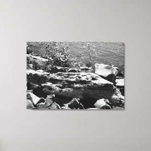 Drift wood canvas print