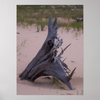 Drift Wood Poster