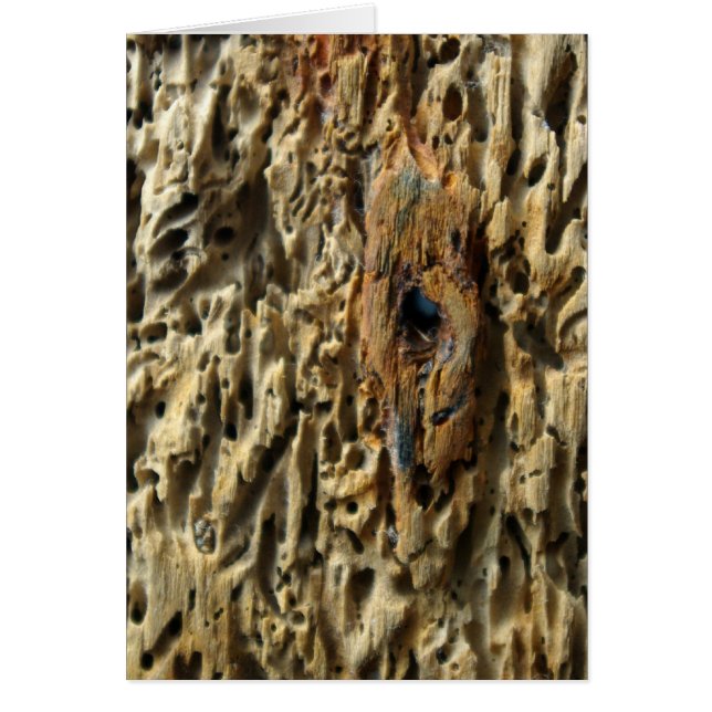 Driftwood (Front)