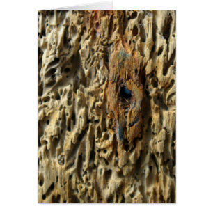 Driftwood