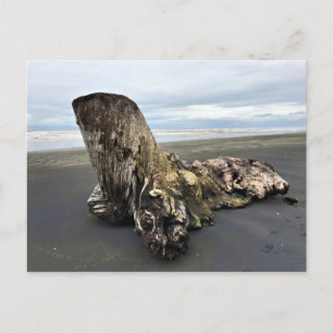 Driftwood at Benson Beach, Cape Disappointment, WA Postcard