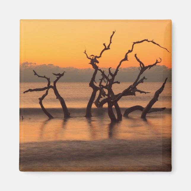 Driftwood Beach at Sunrise Jekyll Island Georgia Magnet (Front)