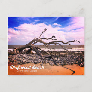 Driftwood Beach Jekyll Island Georgia Postcard