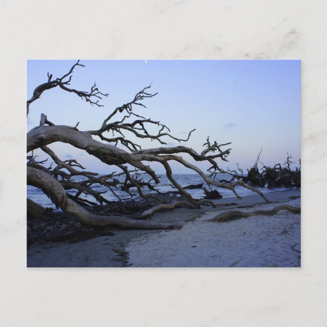 Driftwood Beach Postcard (Front)