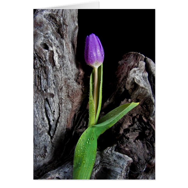 Driftwood Design (Front)