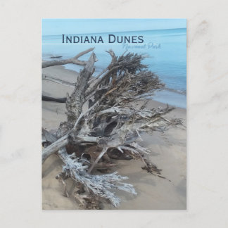 Driftwood Indiana Dunes National Park  Magnet Postcard