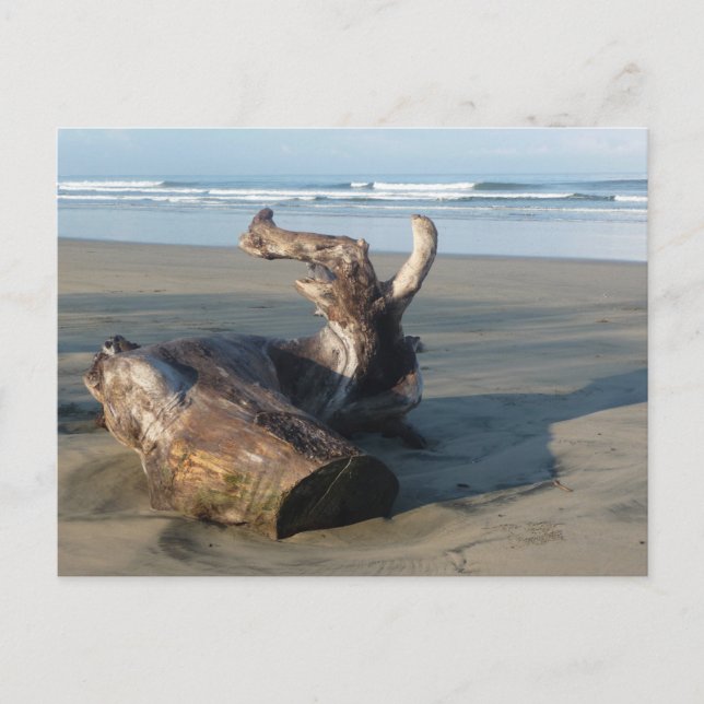 Driftwood Log Costa Rica Beach Photo Postcard (Front)