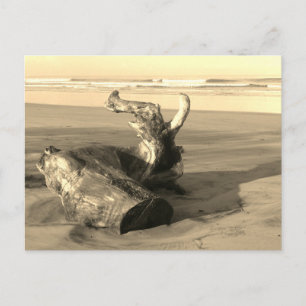 Driftwood Log Costa Rica Beach Photo Postcard
