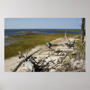 Driftwood on the Beach Poster