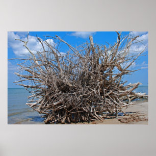 Driftwood on the Florida Beach Poster