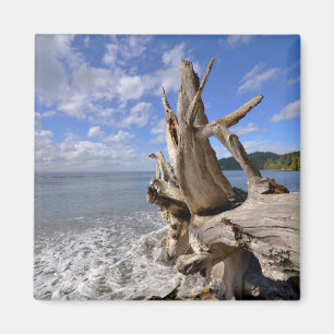 Driftwood On The Shoreline Of French Beach Magnet