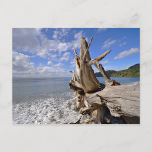 Driftwood On The Shoreline Of French Beach Postcard