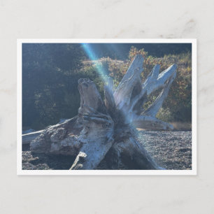 Driftwood Postcard