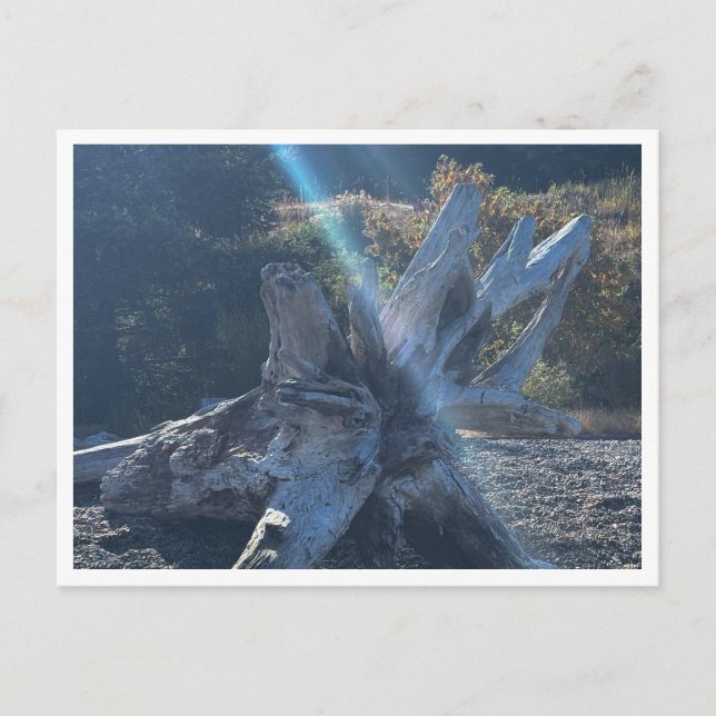 Driftwood Postcard (Front)