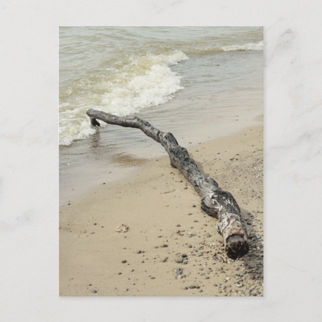 Driftwood Postcard (Front)
