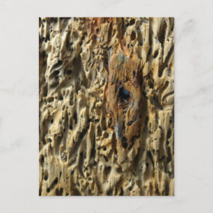 Driftwood Postcard