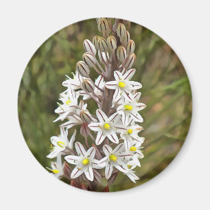 Drimia Maritima Or Island Onion Art Magnet